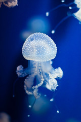 Group of light blue jellyfish on blue background