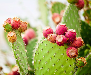 Cactusvijgcactus close-up met fruit in rode kleur, cactus spi