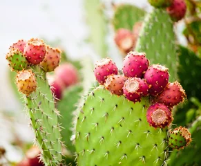 Abwaschbare Fototapete Kaktus Feigenkaktus hautnah mit Früchten in roter Farbe, Kaktus spi