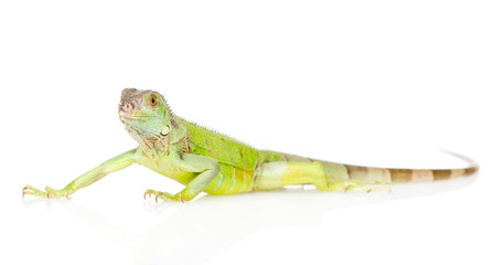 green agama in profile. isolated on white background