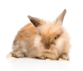 Cute rabbit in front. isolated on white background