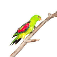 Red-Winged Parrot (Aprosmictus erythropterus) in profile. isolat