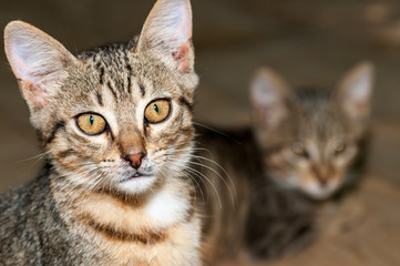 Cat face with a blurred cat in the background
