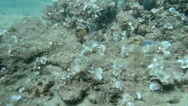 Adriatic snorkeling