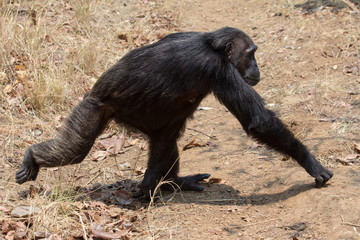 Chimpanzee gait