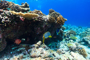 Coral reef underwater