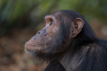 Chimpanzee portrait