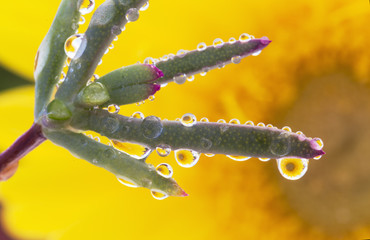 Fototapeta premium flower