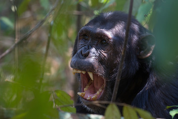 Chimpanzee displaying teeth