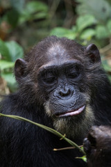 Chimpanzee feeding