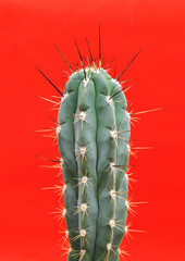 Kaktus
