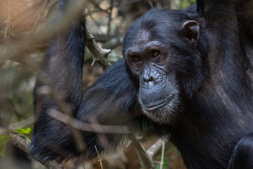 Male chimpanzee gazing into the forest