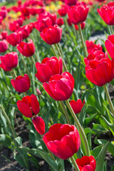 Fototapeta premium beautiful tulips field in spring time