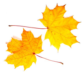 leaves maple