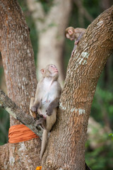 monkey
