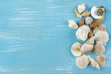 Seashells collection