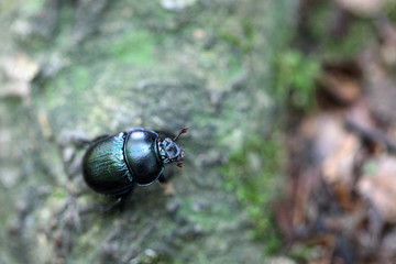 Mistkäfer auf Waldboden