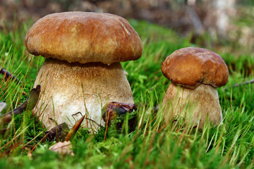 Two mushroom boletus