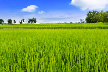 Green rice field