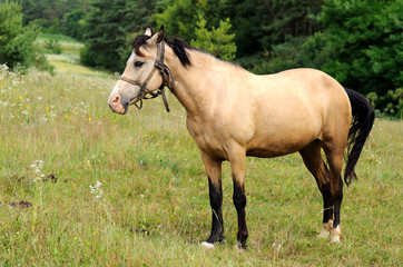 Obraz premium Horse.