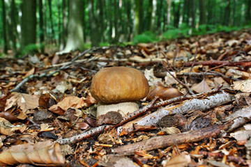 Mushroom boletus