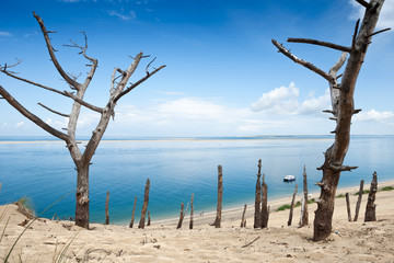 Arbres, plage, soleil et ciel bleu
