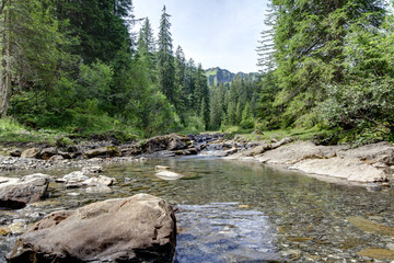 Bach am Nadelwald