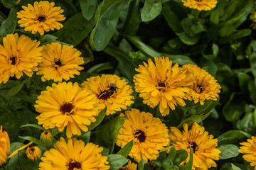 Giardino Botanico Dublino