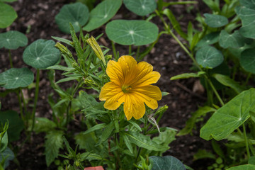 Giardino Botanico Dublino