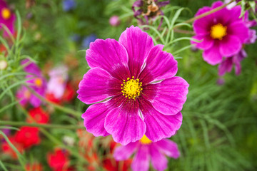 Obraz premium Giardino Botanico Dublino