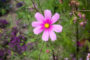 Giardino Botanico Dublino