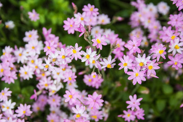 Giardino Botanico Dublino