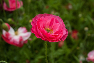 Obraz premium Giardino Botanico Dublino