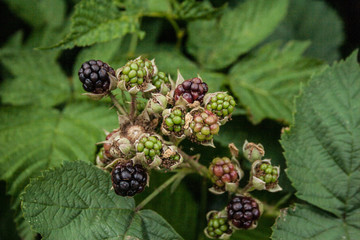 Giardino Botanico Dublino