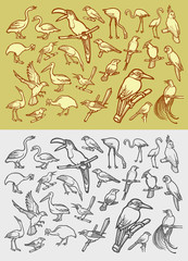 Bird icons sketch and vintage style