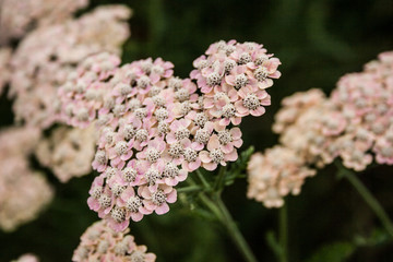 Giardino Botanico Dublino
