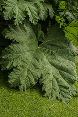 Giardino Botanico Dublino