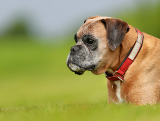 Purebred Boxer dog