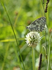 Schachbrettfalter (Melanargia galathea) auf Berg-Klee
