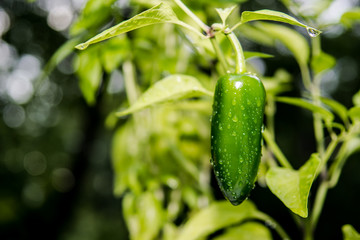 Jalapeno