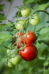 Branch of tomatoes in greenhouse