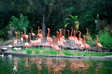 Fototapeta premium Flamingos