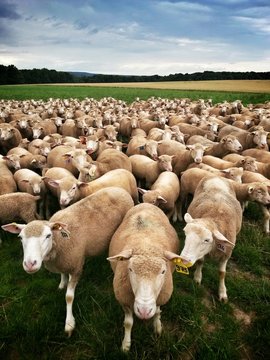 Troupeau mouton