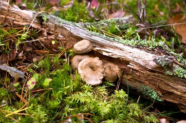 Funnel chanterelles and piece of wood in forest.