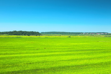 Obraz premium Green meadow under blue sky