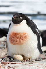 female Adelie penguin that incubates in a simple nest two eggs