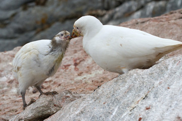 female Snowy Sheathbill or Chionis albus chicks that feeds