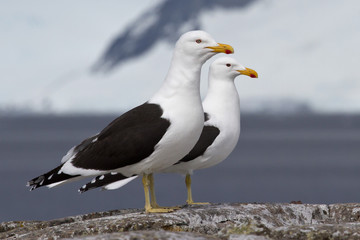 male and female Dominican gull standing on a rock near the nesti