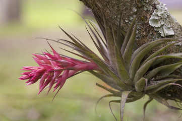 Bromelia Tillandsia geminiflora