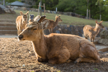 Deers in Nara park